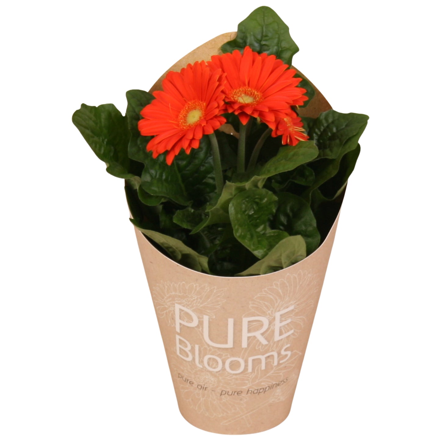 Velden, Firma Freek v.d. Gerbera Flori Line orange Pack of 6