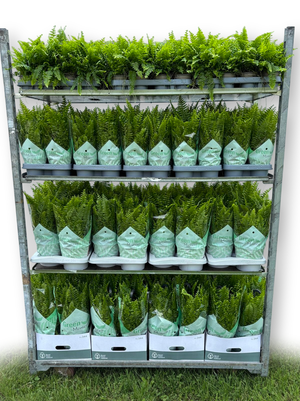 Nephrolepis Green Moment 15cm 998cm Pot
