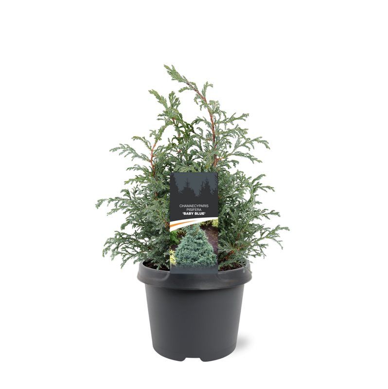 Bremmer Boomkwekerijen Chamaecyparis Baby Blue Pack of 1
