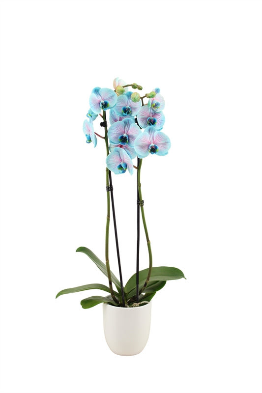 Phalaenopsis Hybrid 55cm 12cm Pot