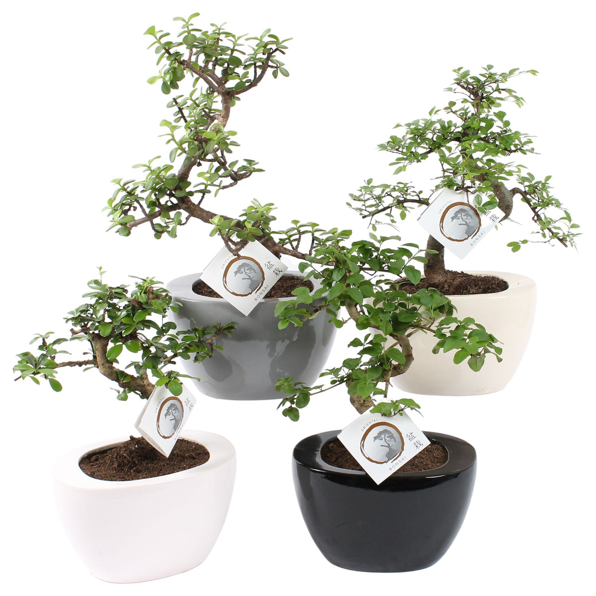 Bonsai mix 35cm 19cm Pot