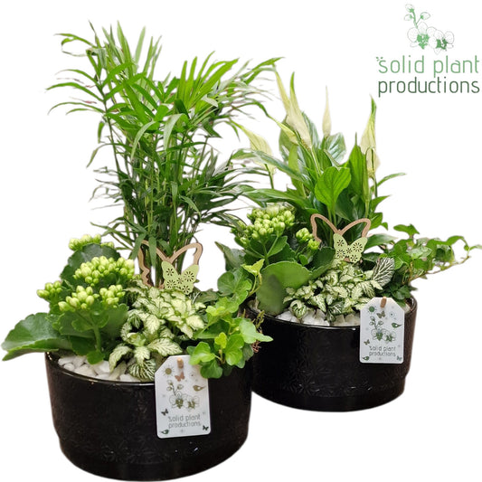 SC003 Loes Black Mix 35cm 18cm Pot