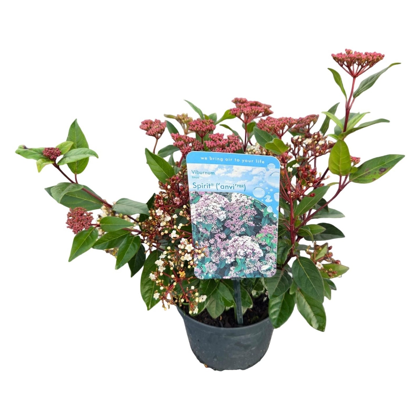 Viburnum tinus Spirit 40cm 17cm Pot