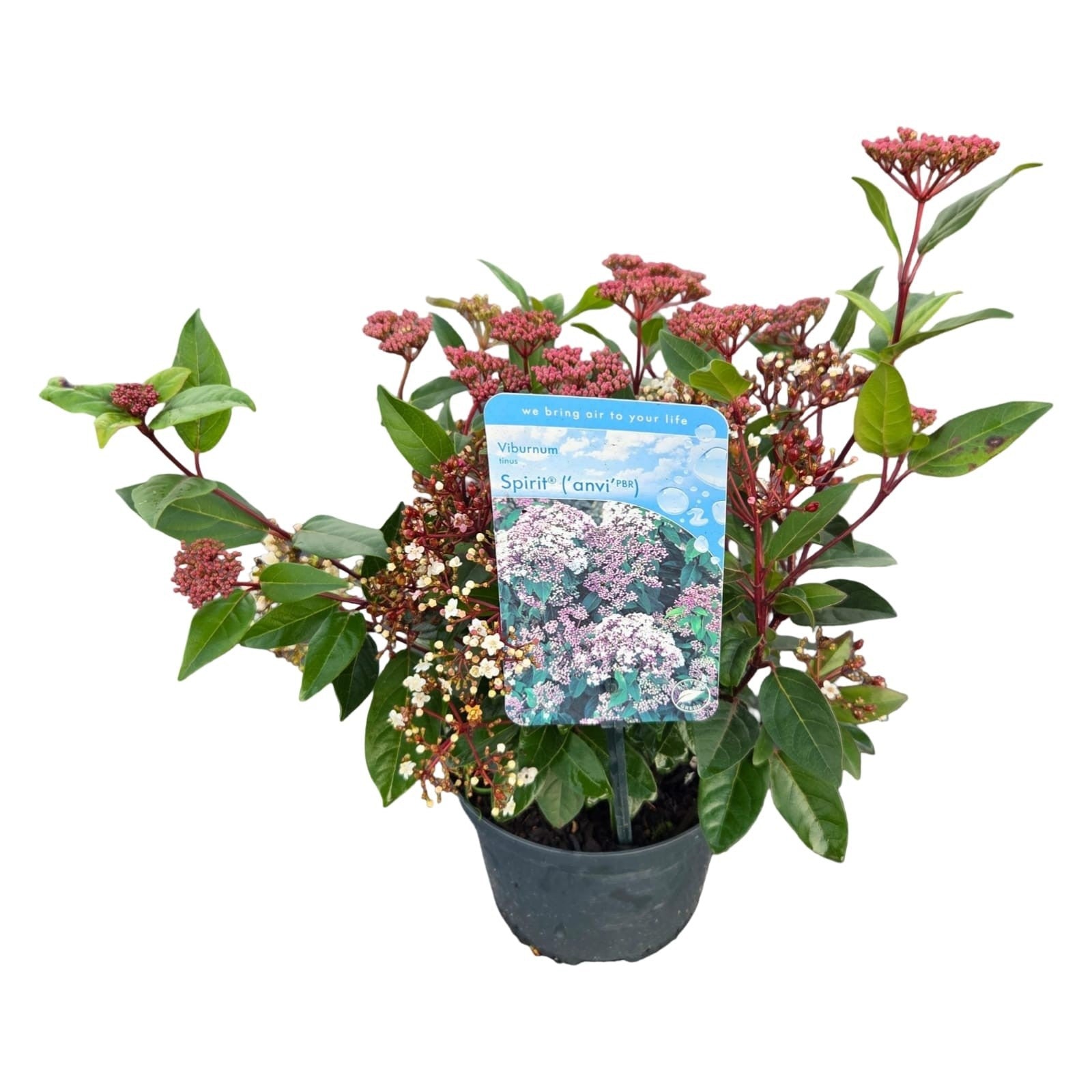 Viburnum tinus Spirit 40cm 17cm Pot