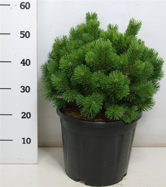 Pinus mugo Mops 60cm 32cm Pot