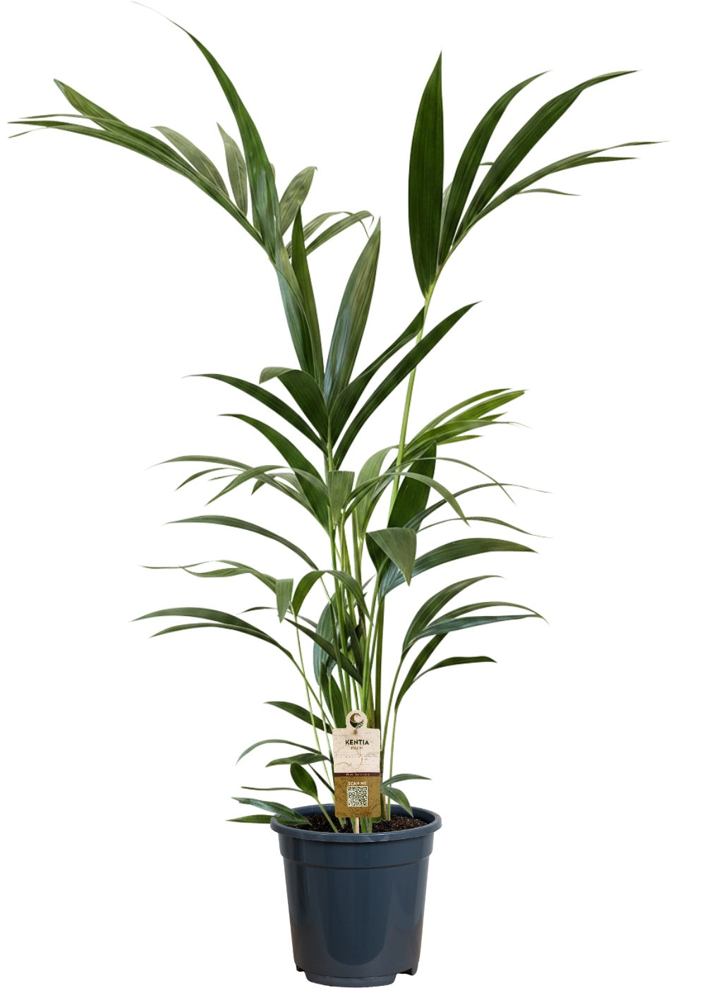 Howea forsteriana 100cm 21cm Pot