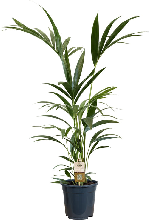 Howea forsteriana 100cm 21cm Pot