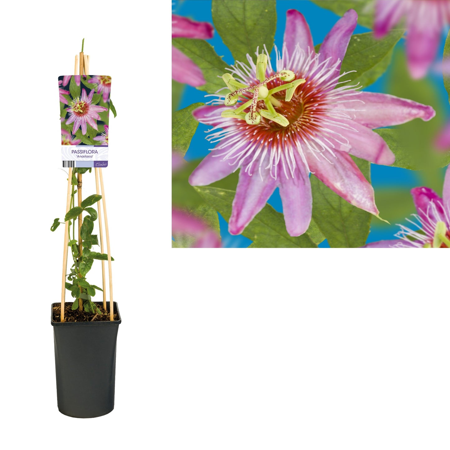 Passiflora Anastasia 75cm 17cm Pot
