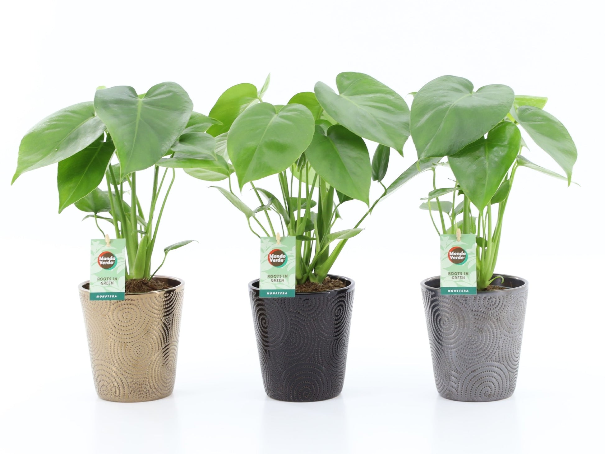 Monstera deliciosa 45cm 13cm Pot