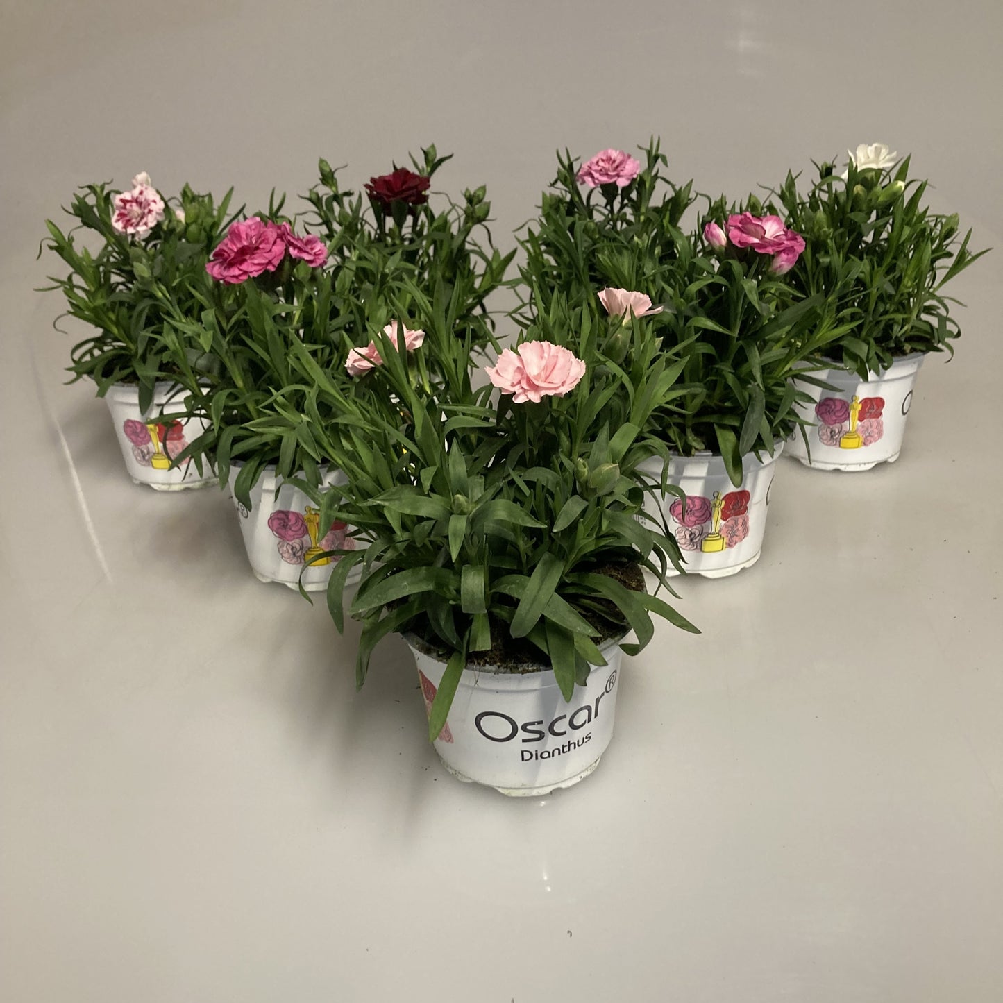 Dianthus Oscar mix 20cm 510cm Pot