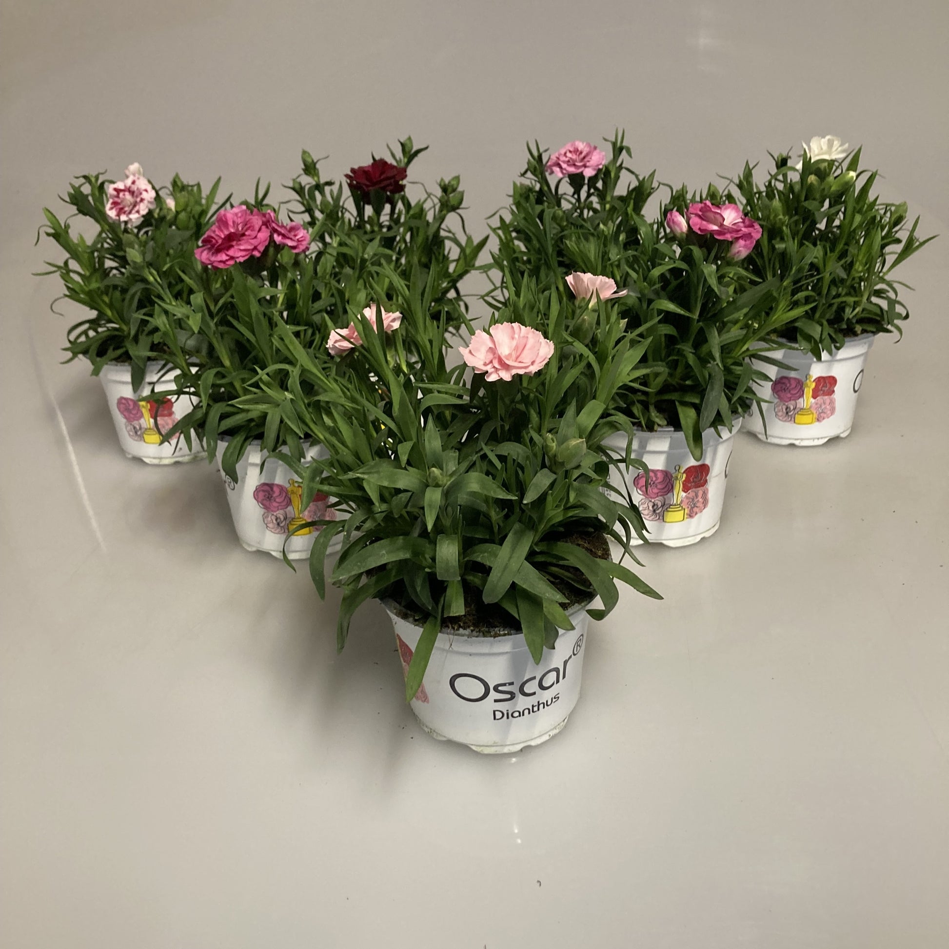 Dianthus Oscar mix 20cm 510cm Pot