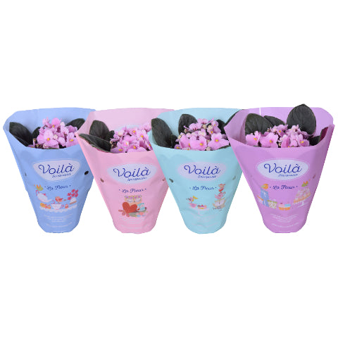 Saintpaulia pale pink 20cm 12cm Pot