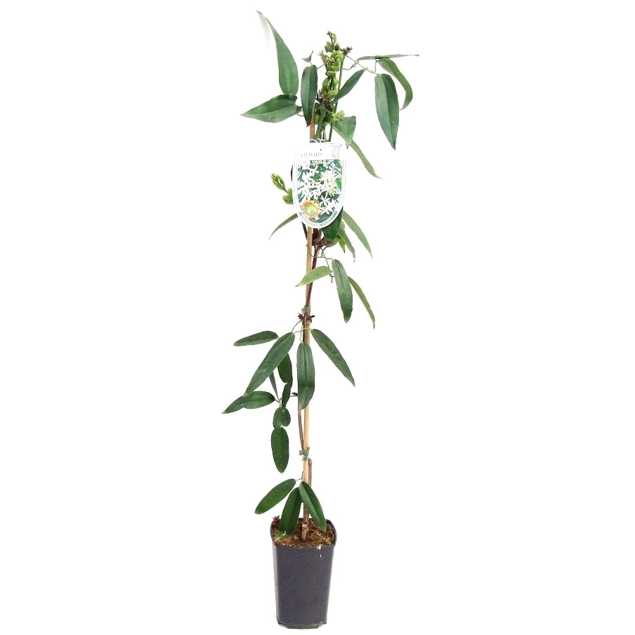 Clematis Snowdrift 80cm 14cm Pot