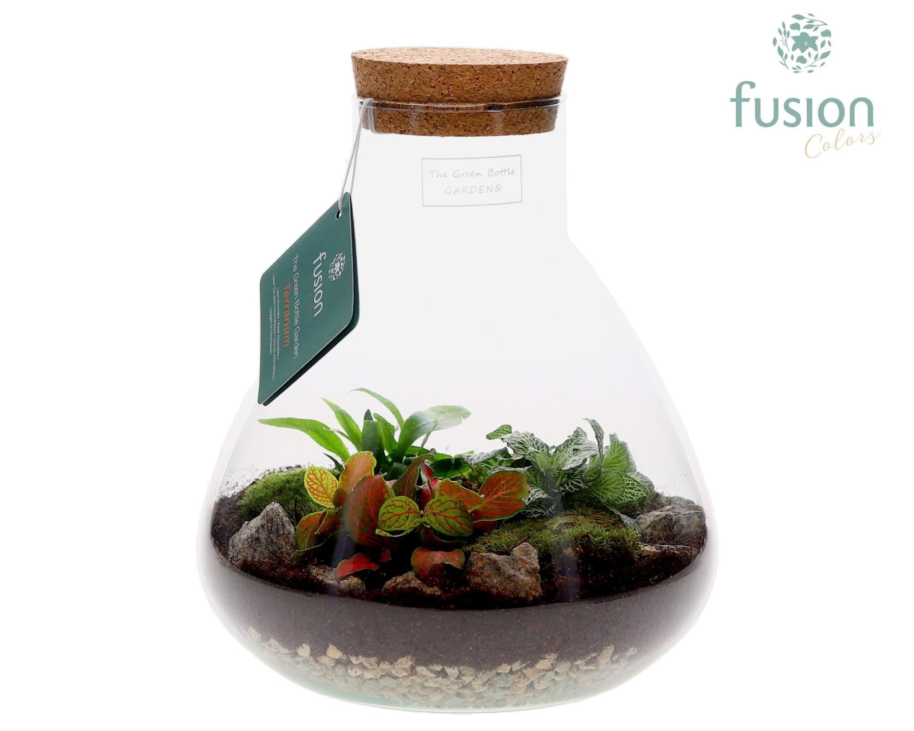 Terrarium Pyramide Medium met arrangement 25cm 22cm Pot