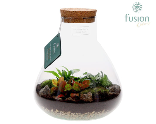 Terrarium Pyramide Medium met arrangement 25cm 22cm Pot