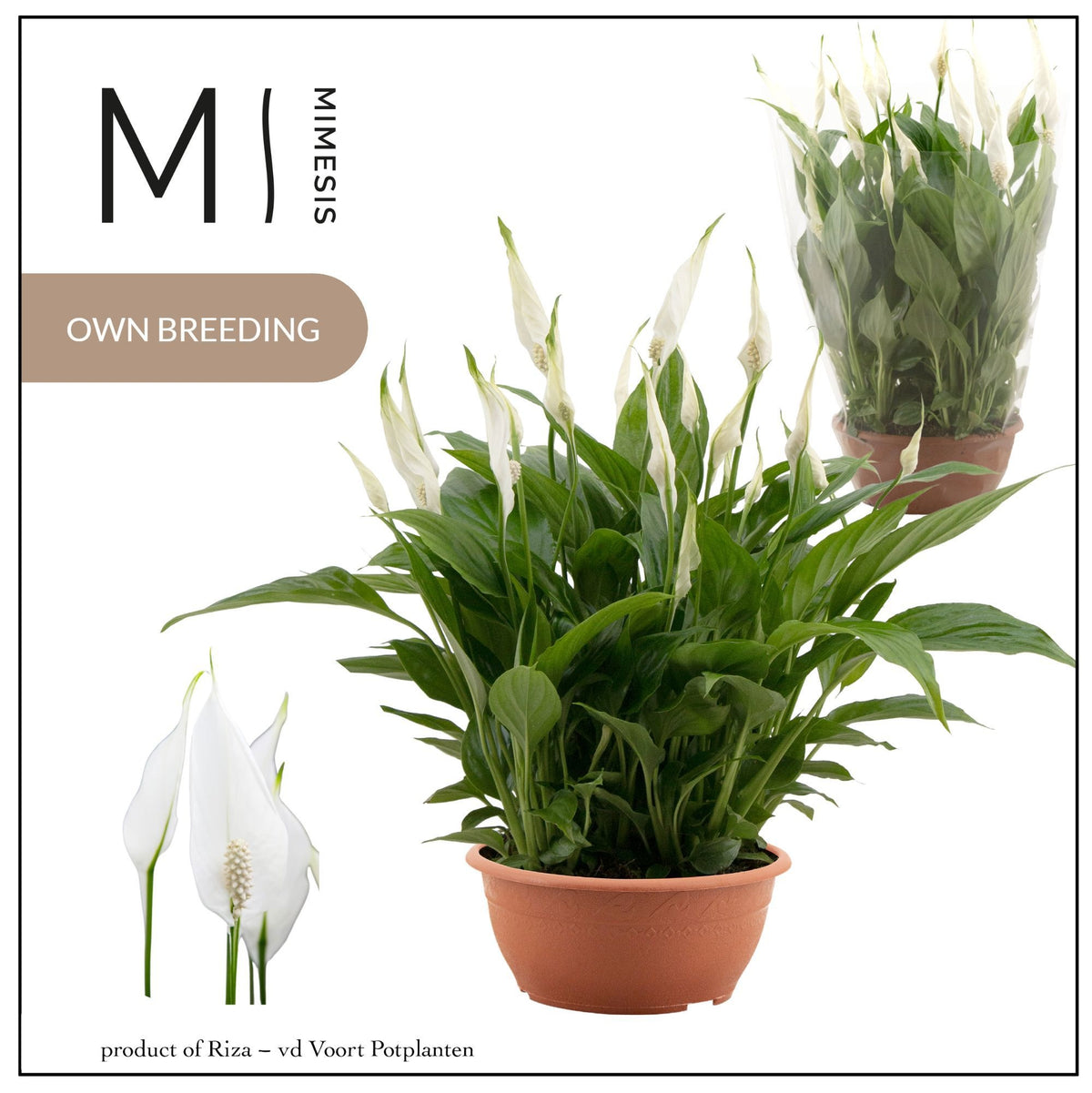Spathiphyllum Chopin 35cm 17cm Pot