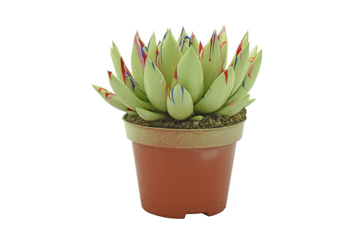 Echeveria Miranda 13cm 10.5cm Pot