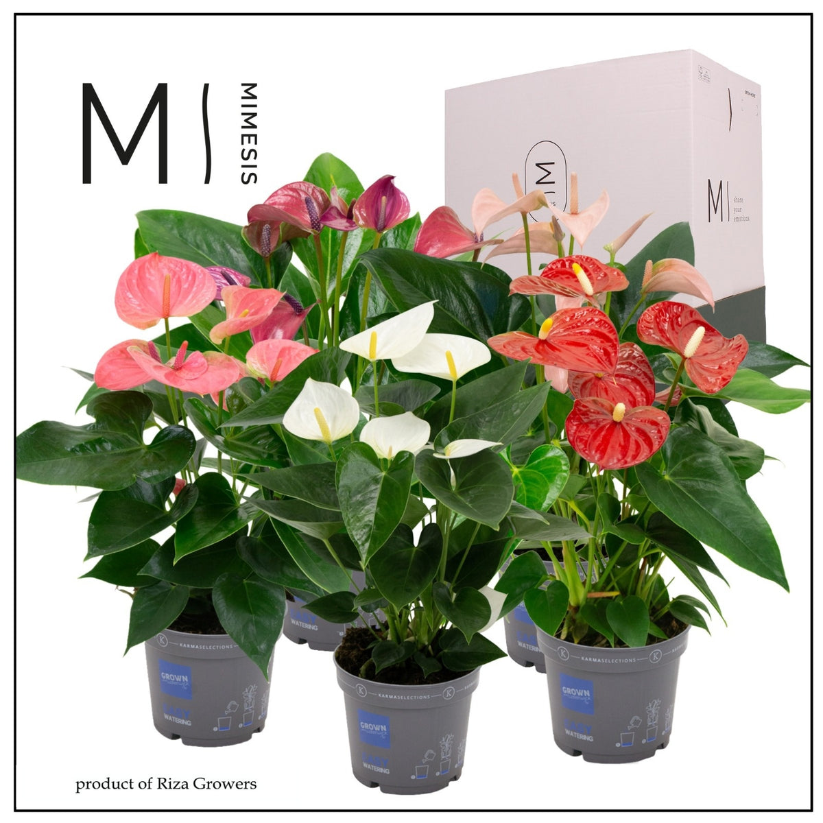 Anthurium mix 43cm 12cm Pot