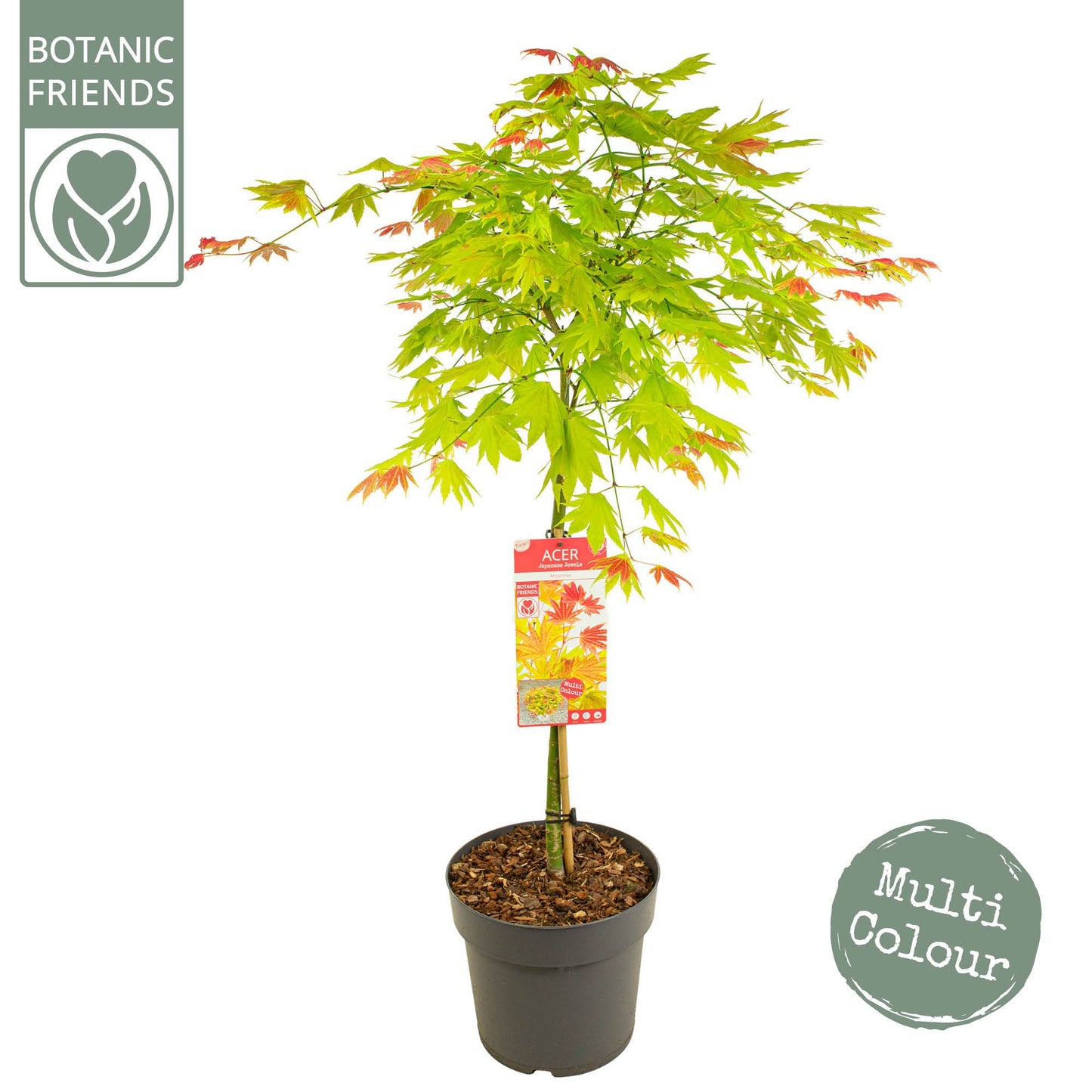 Acer shirasawanum 120cm 29cm Pot