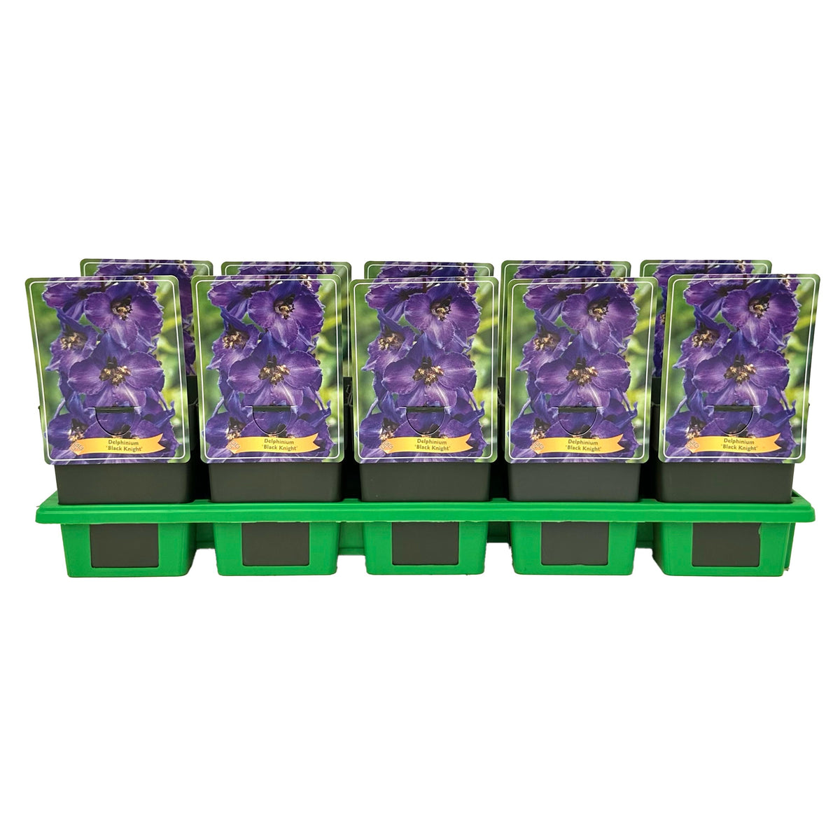 Delphinium Black Knight 25cm 11cm Pot