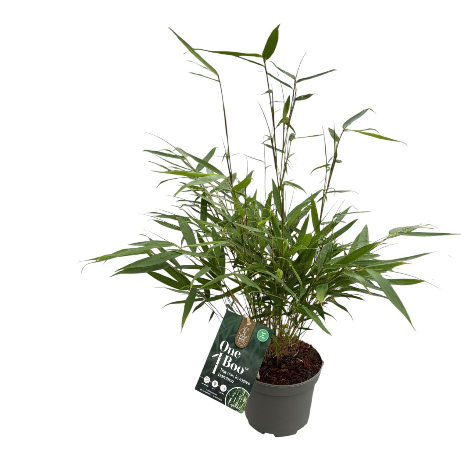 Fargesia robusta Pingwu 50cm 30cm Pot