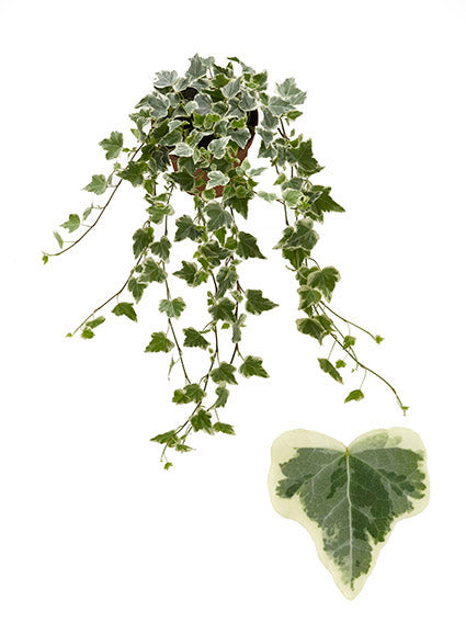 Berg Hedera Hedera White Wonder Pack of 12