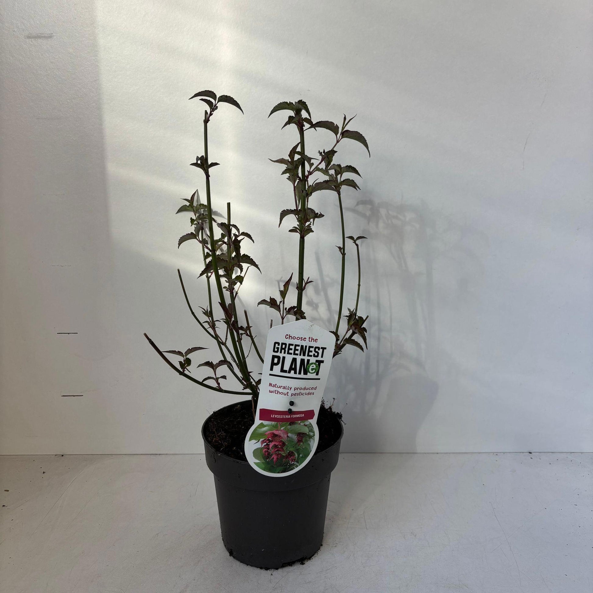 Leycesteria formosa 45cm 17cm Pot
