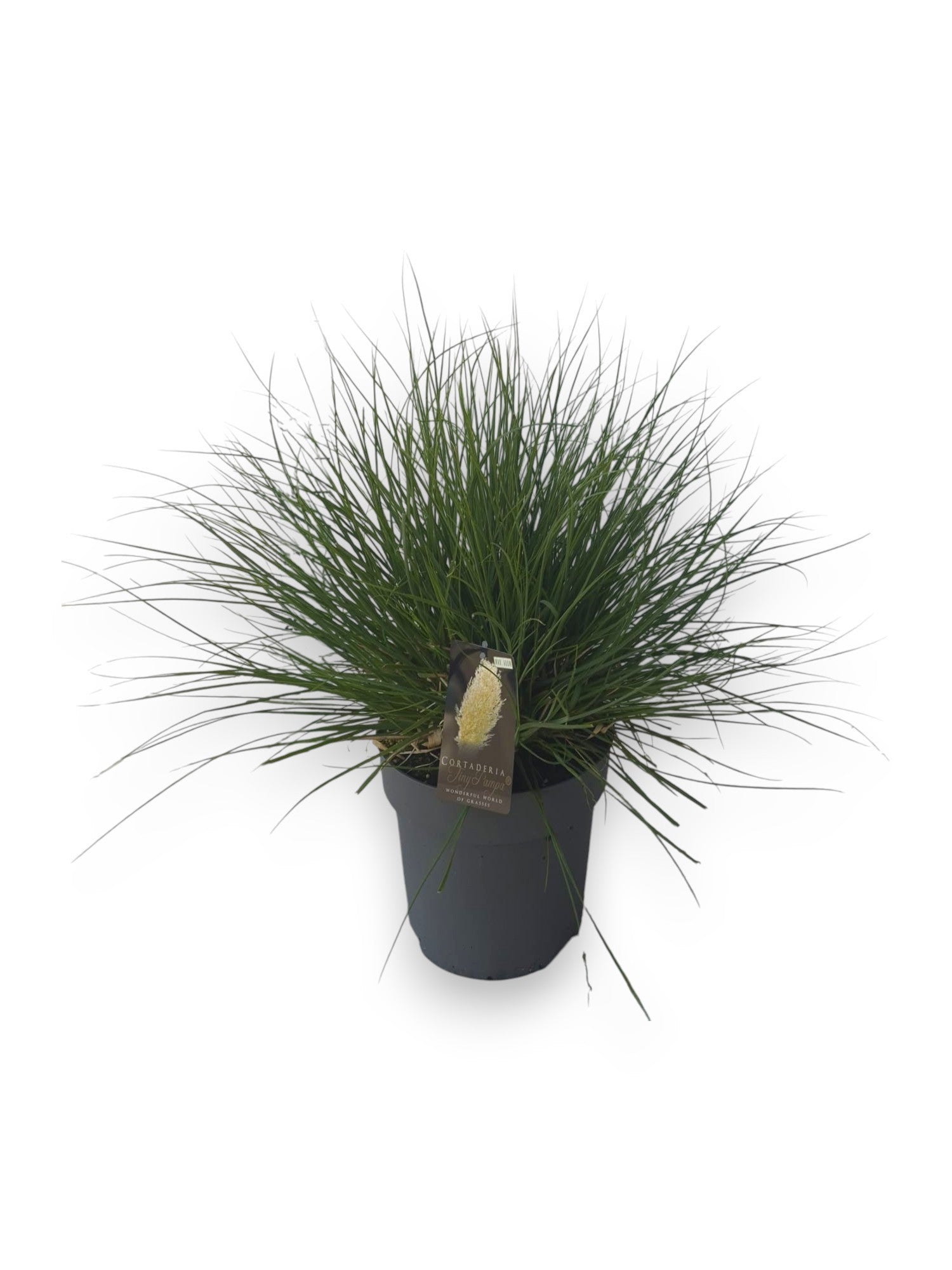 Cortaderia sel. Tiny Pampa 60cm 27cm Pot