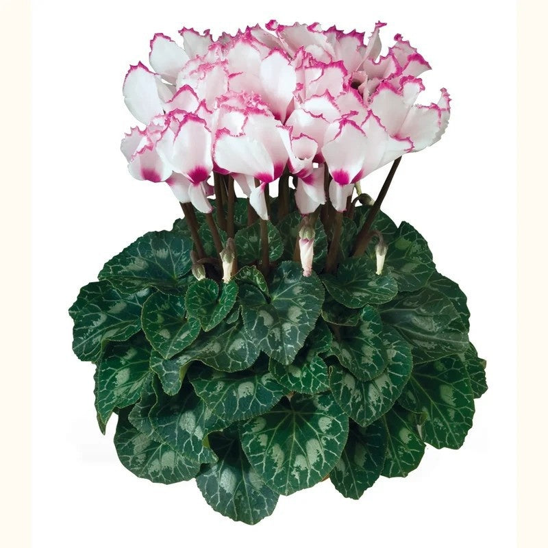 Cyclamen Latinia Funflame 30cm 13cm Pot