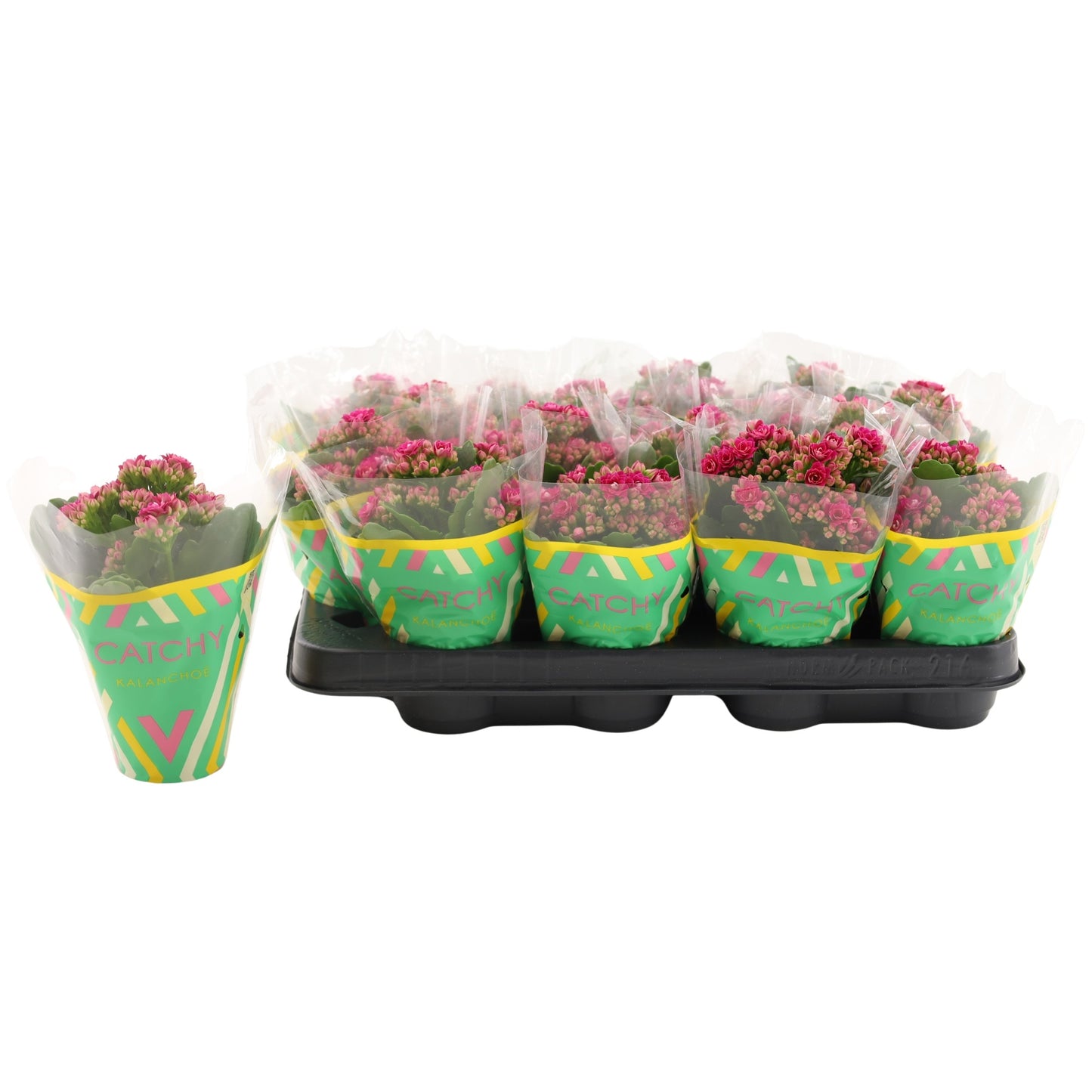 Vilosa Kalanchoe purple Pack of 16