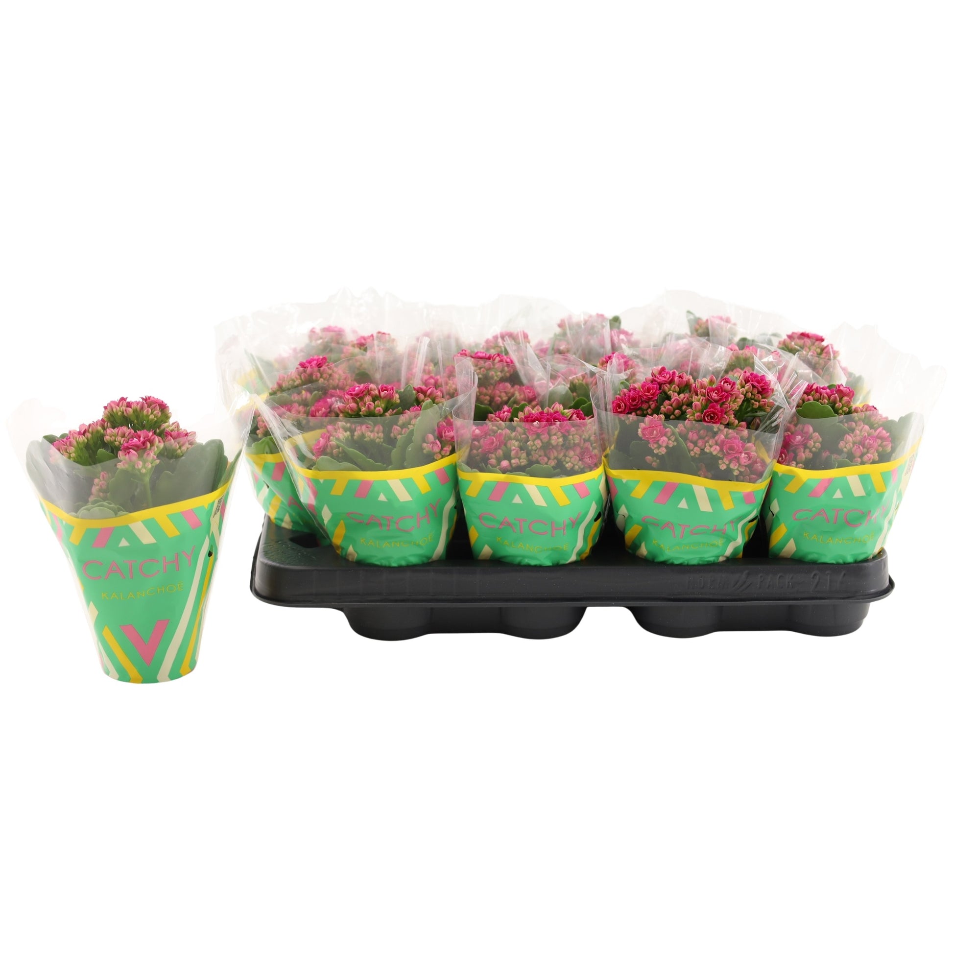 Vilosa Kalanchoe purple Pack of 16