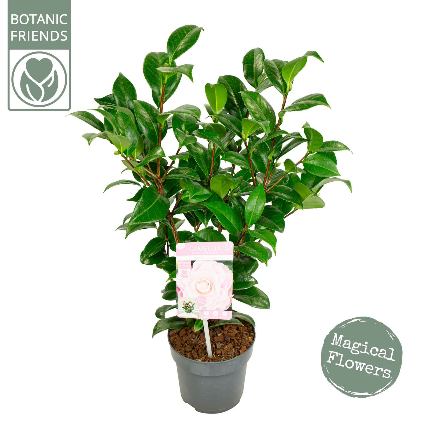 Camellia japonica 50cm 15cm Pot
