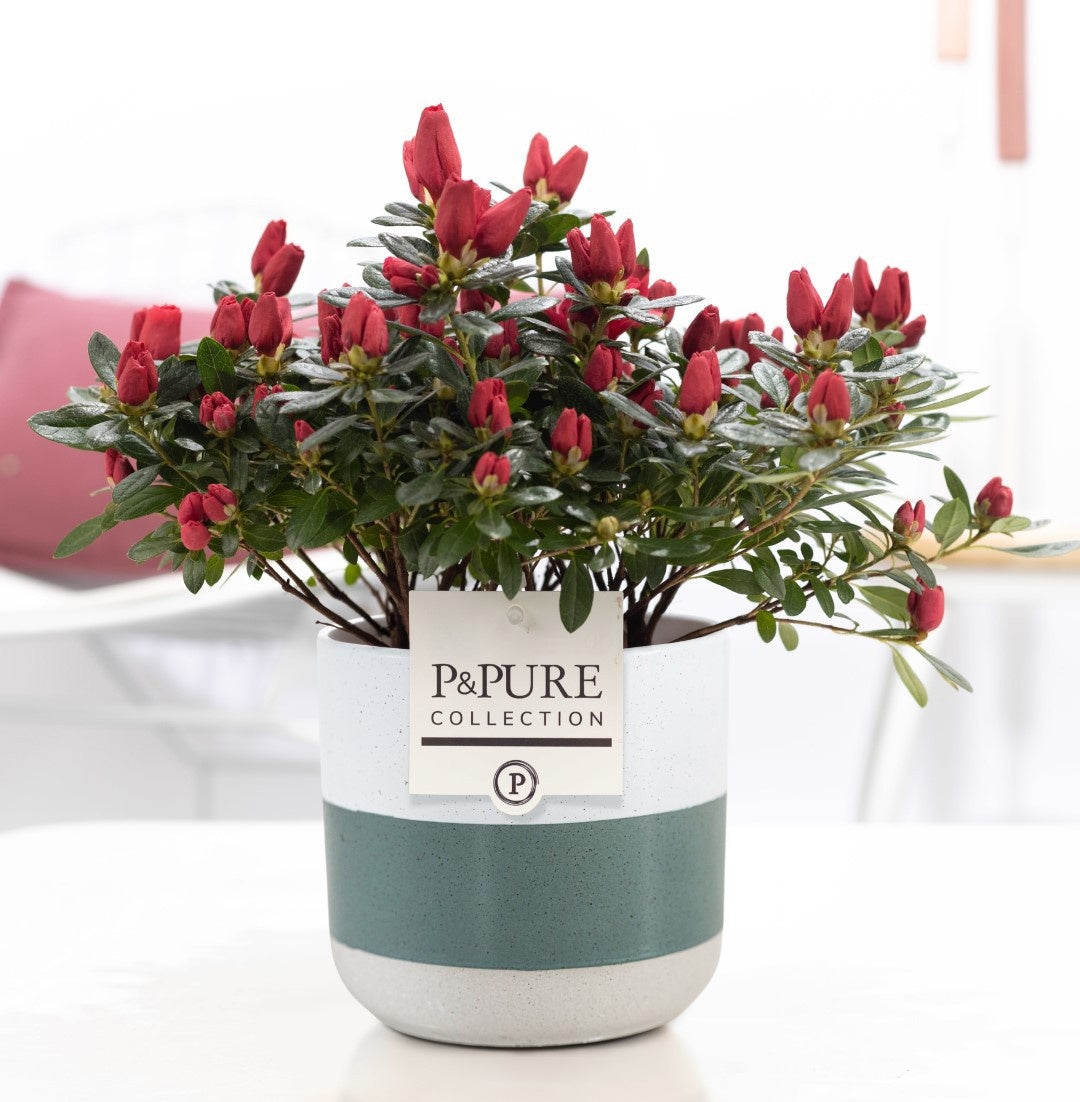 Rhododendron simsii Jimmy 25cm 12cm Pot