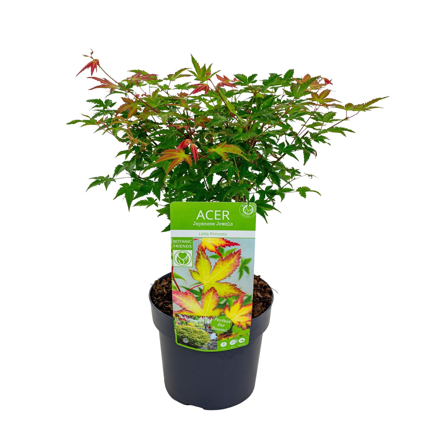 Acer Little Princess 55cm 19cm Pot