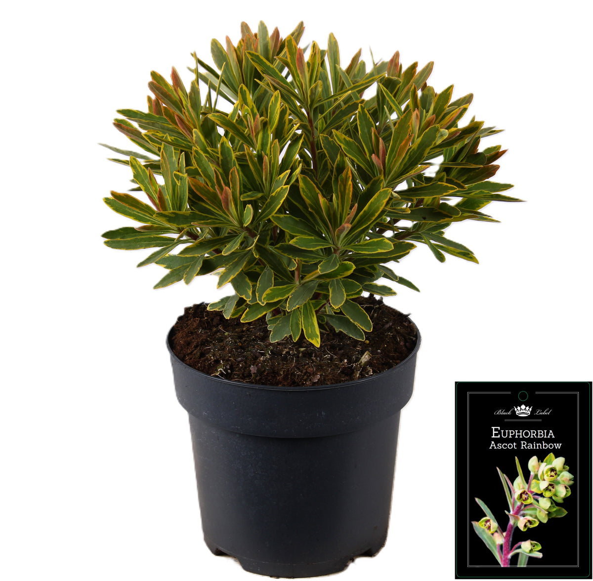 Euphorbia 55cm 19cm Pot