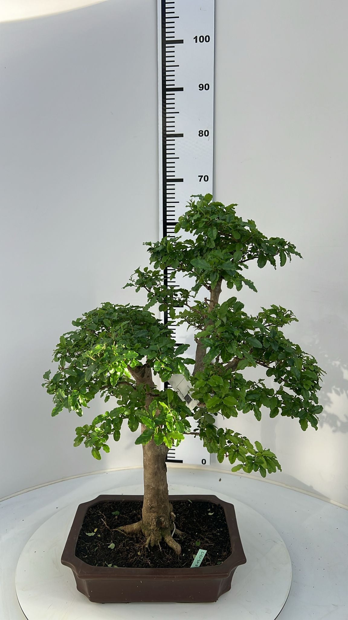 Bonsai Mix 50cm 30cm Pot