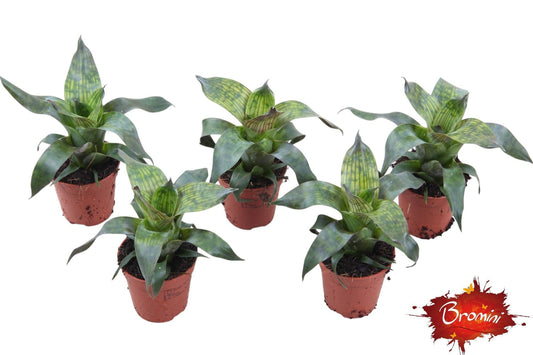 Vriesea 15cm 505cm Pot