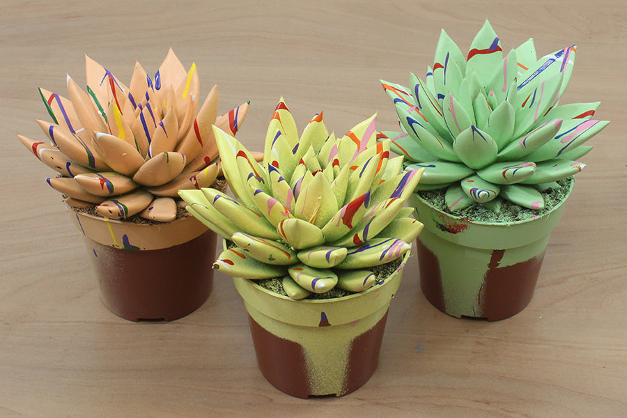 Echeveria colored Splash mix 11cm 8.5cm Pot