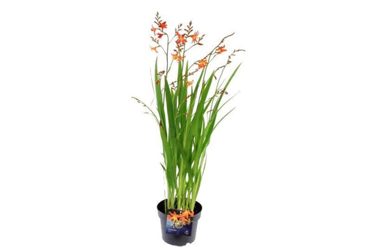 Crocosmia masonorum 100cm 27cm Pot