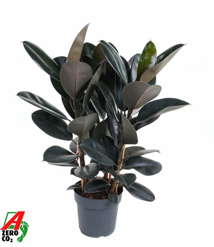 Ficus Abidjan 100cm 27cm Pot