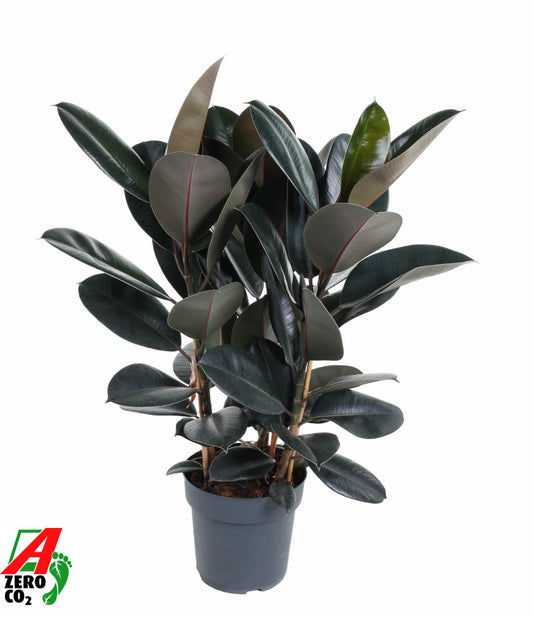 Ficus Abidjan 110cm 27cm Pot