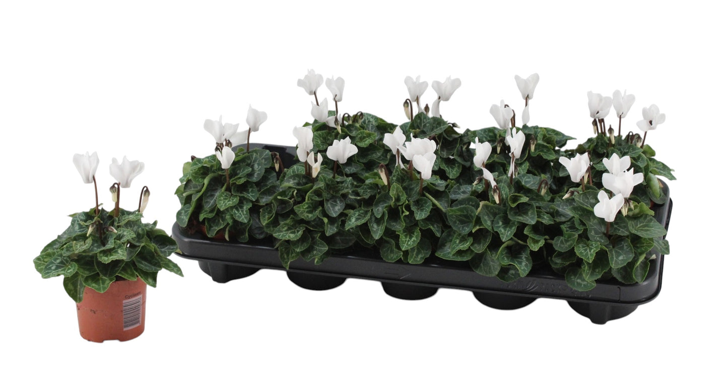Mostert, Pl.Kw. P. Cyclamen Verano Mix Pack of 10