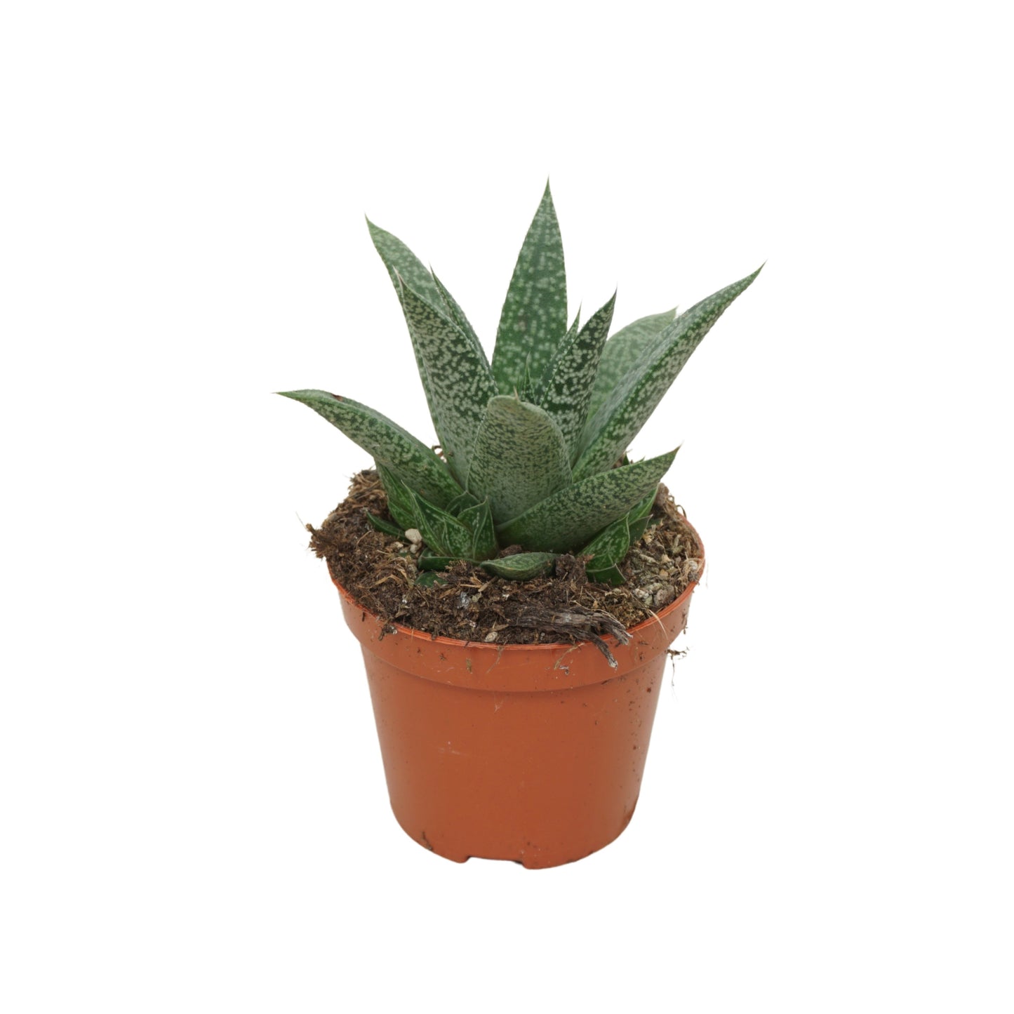 Gasteria 8cm 5.5cm Pot
