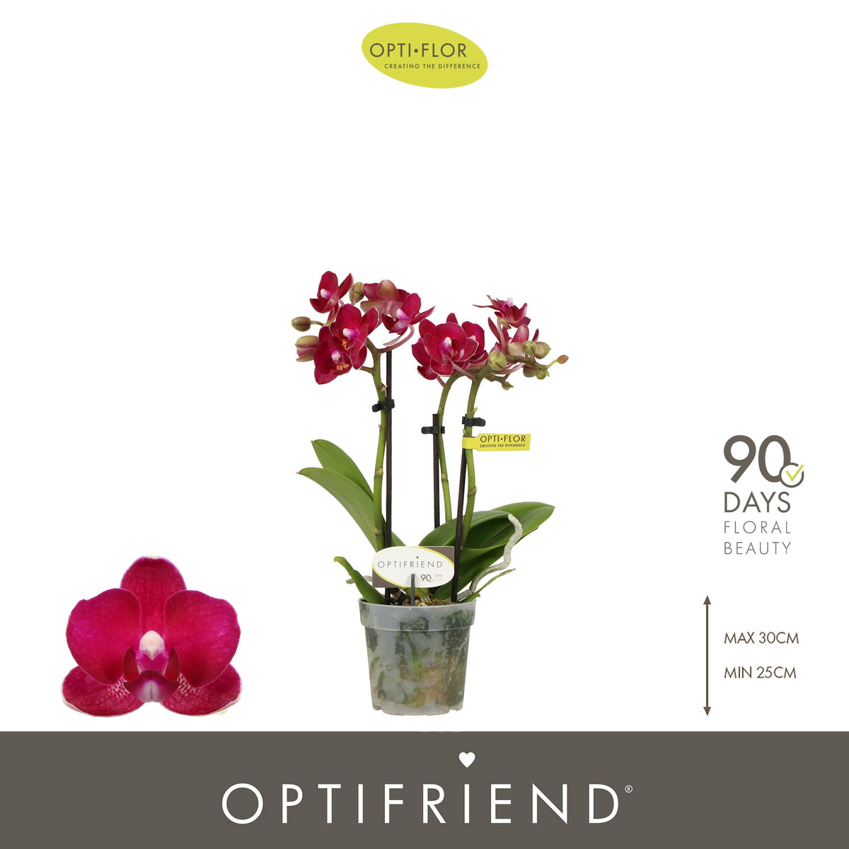 Phalaenopsis red 25cm 7cm Pot