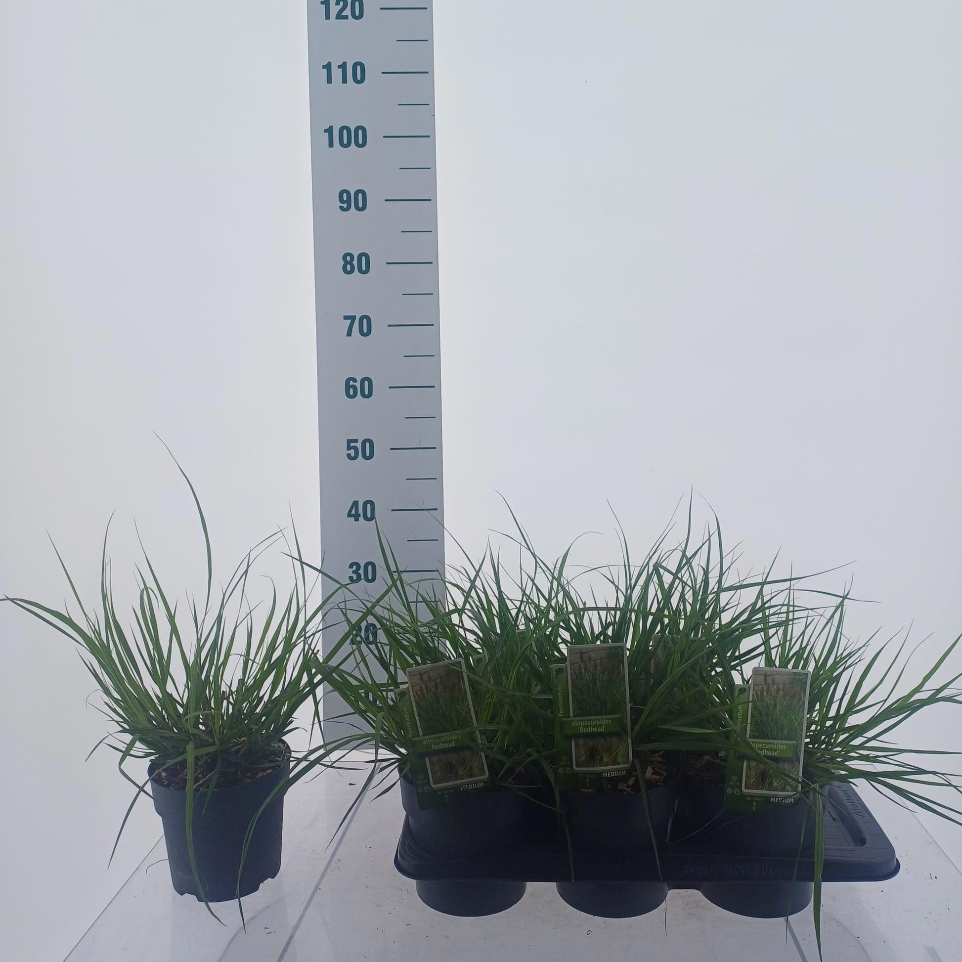 Pennisetum alopecuroides 30cm 17cm Pot