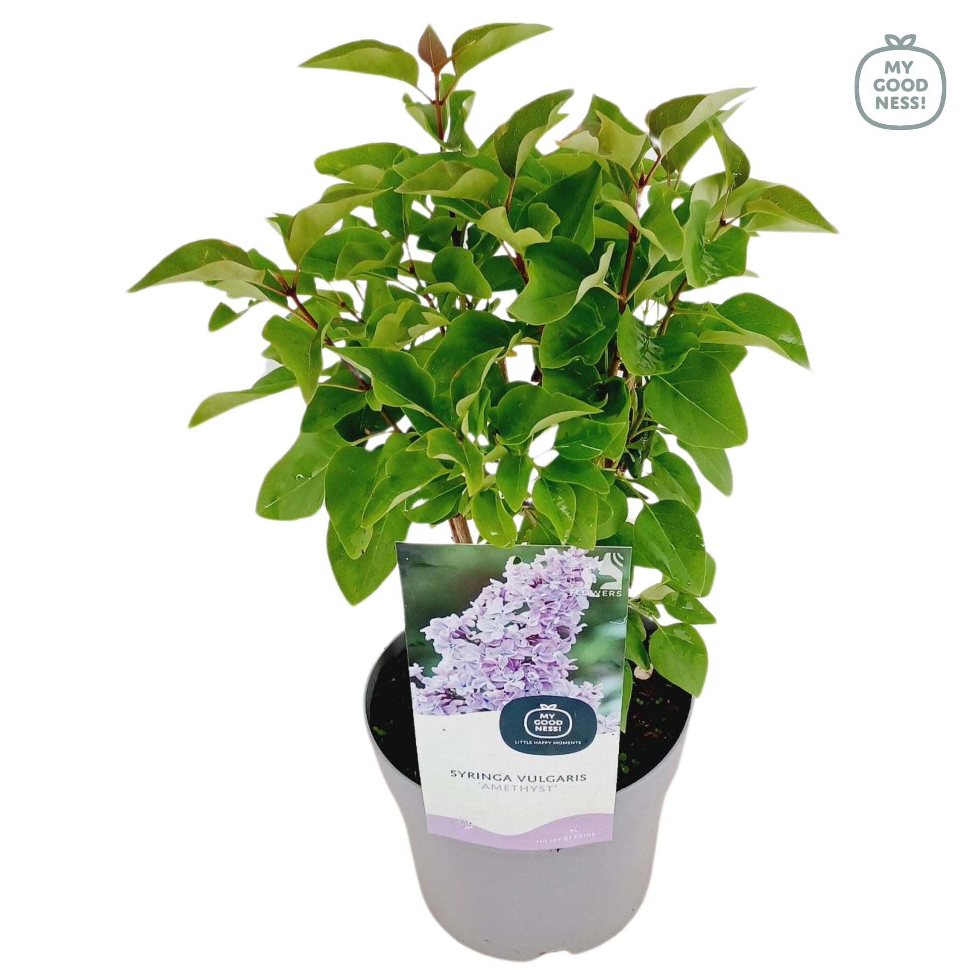 syringa-vulgaris-45cm-17cm-pot