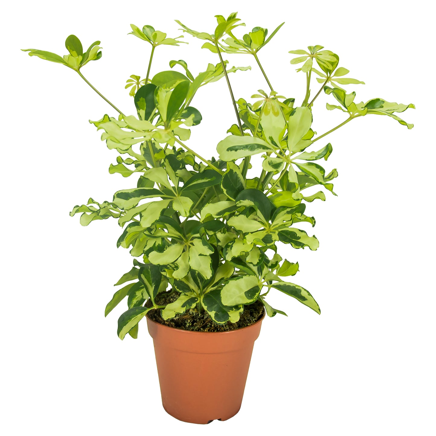 Schefflera Charlotte 35cm 13cm Pot