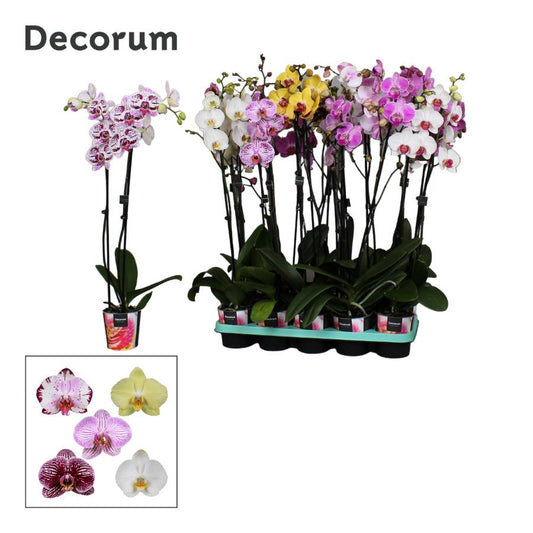 Phalaenopsis mix 75cm 12cm Pot