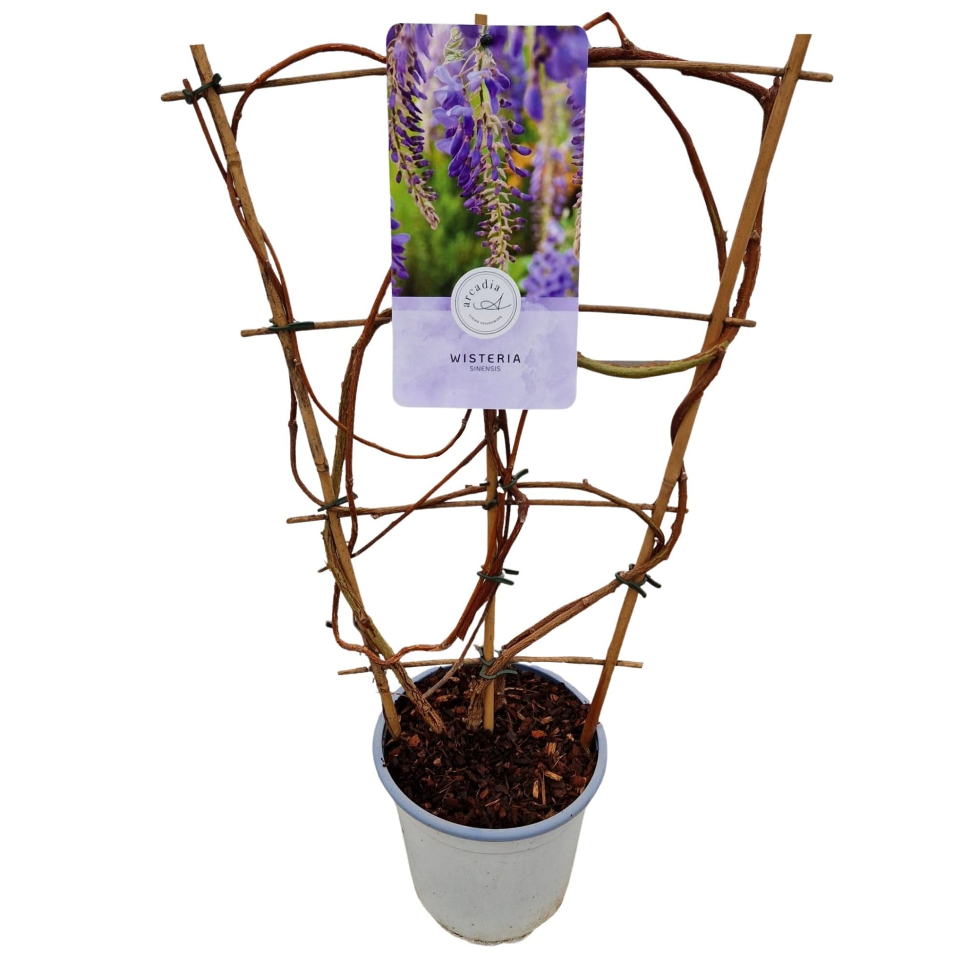 Wisteria sinensis 50cm 17cm Pot