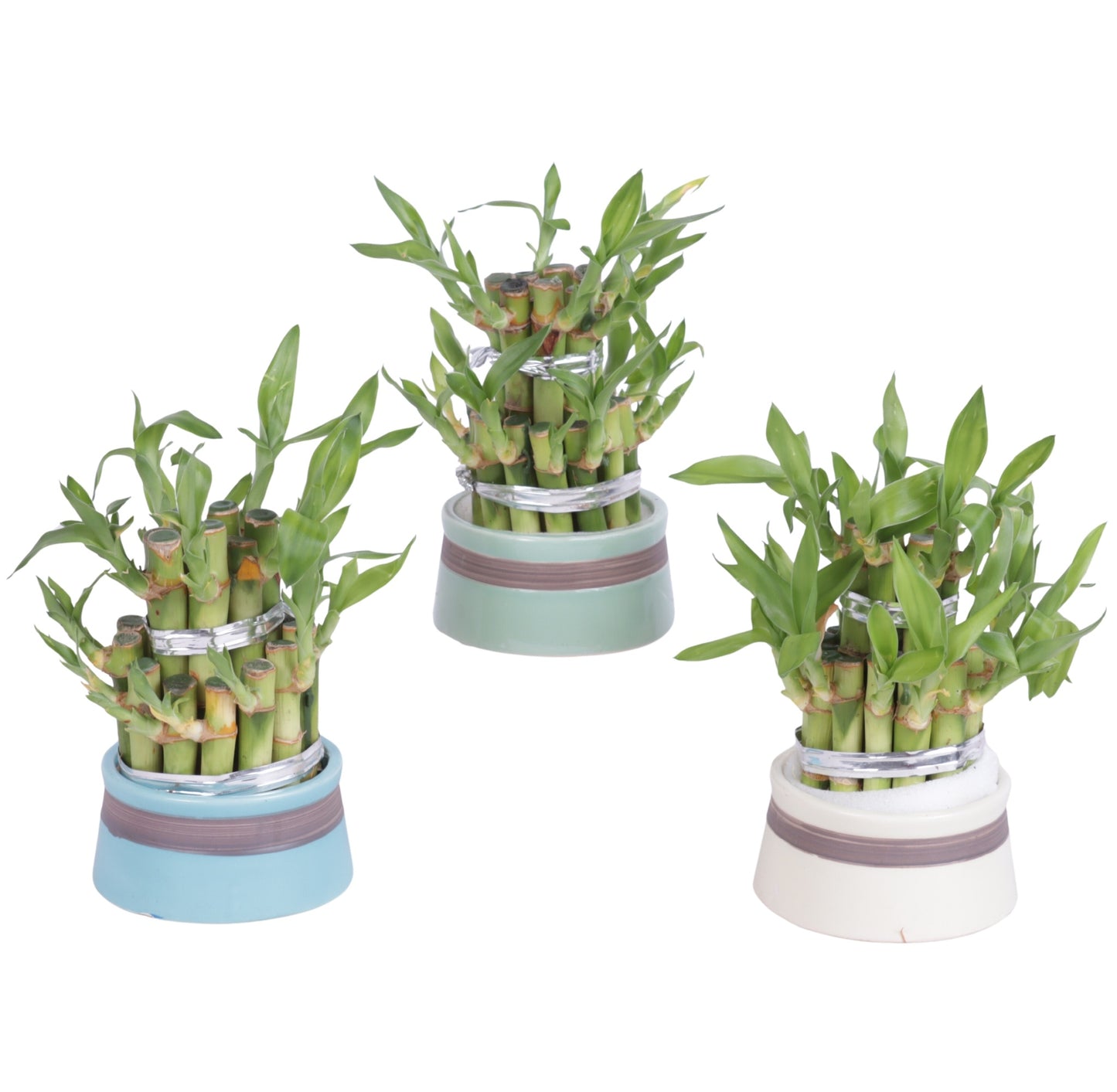 Drac. Lucky Bamboo 15cm 8cm Pot